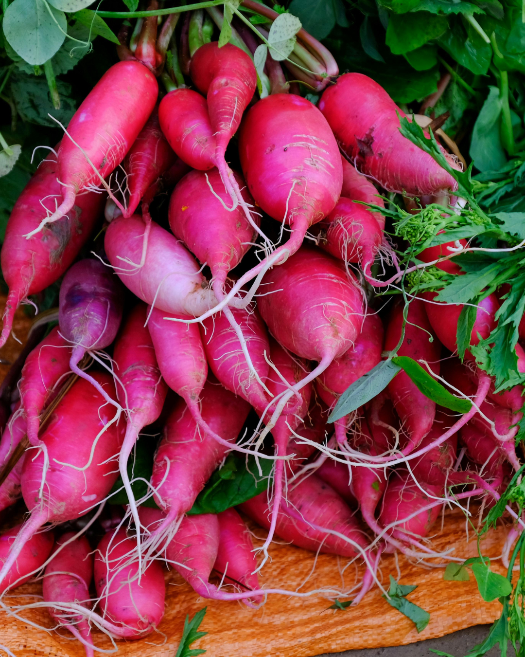 radishes from Green Thumb Organics farm in Mandela CSA para de West Oakland, CA