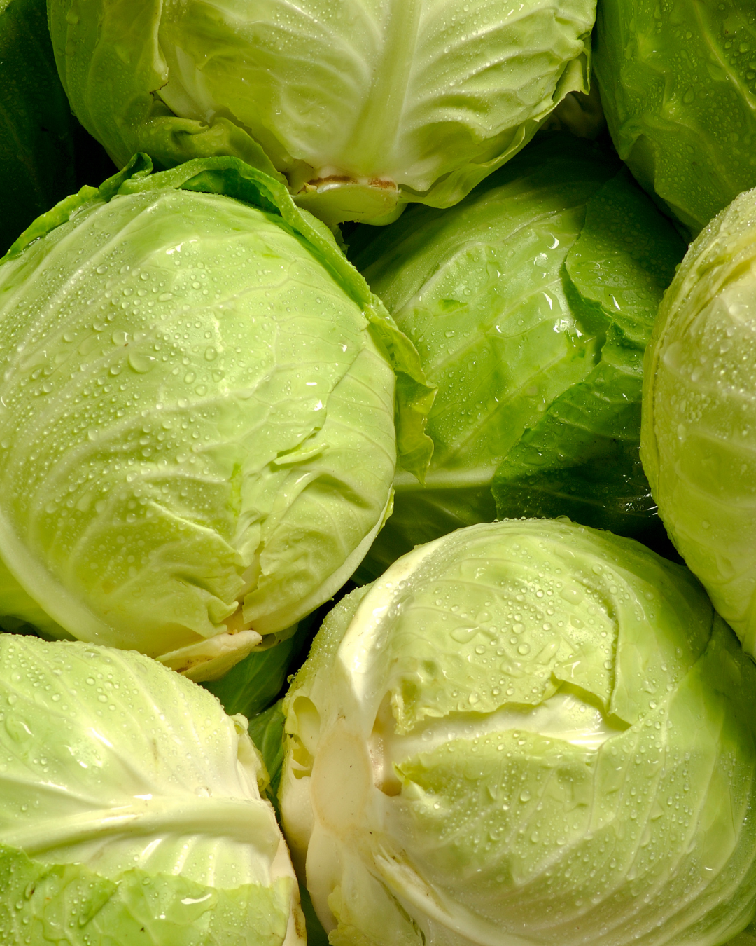 green cabbage from Catalán Family Farms in Mandela CSA located in West Oakland, CA