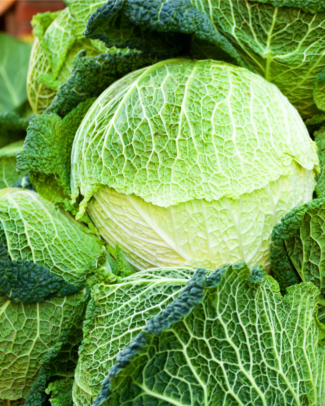 Savoy Cabbage from Oya Organics in Mandela CSA located in West Oakland, CA