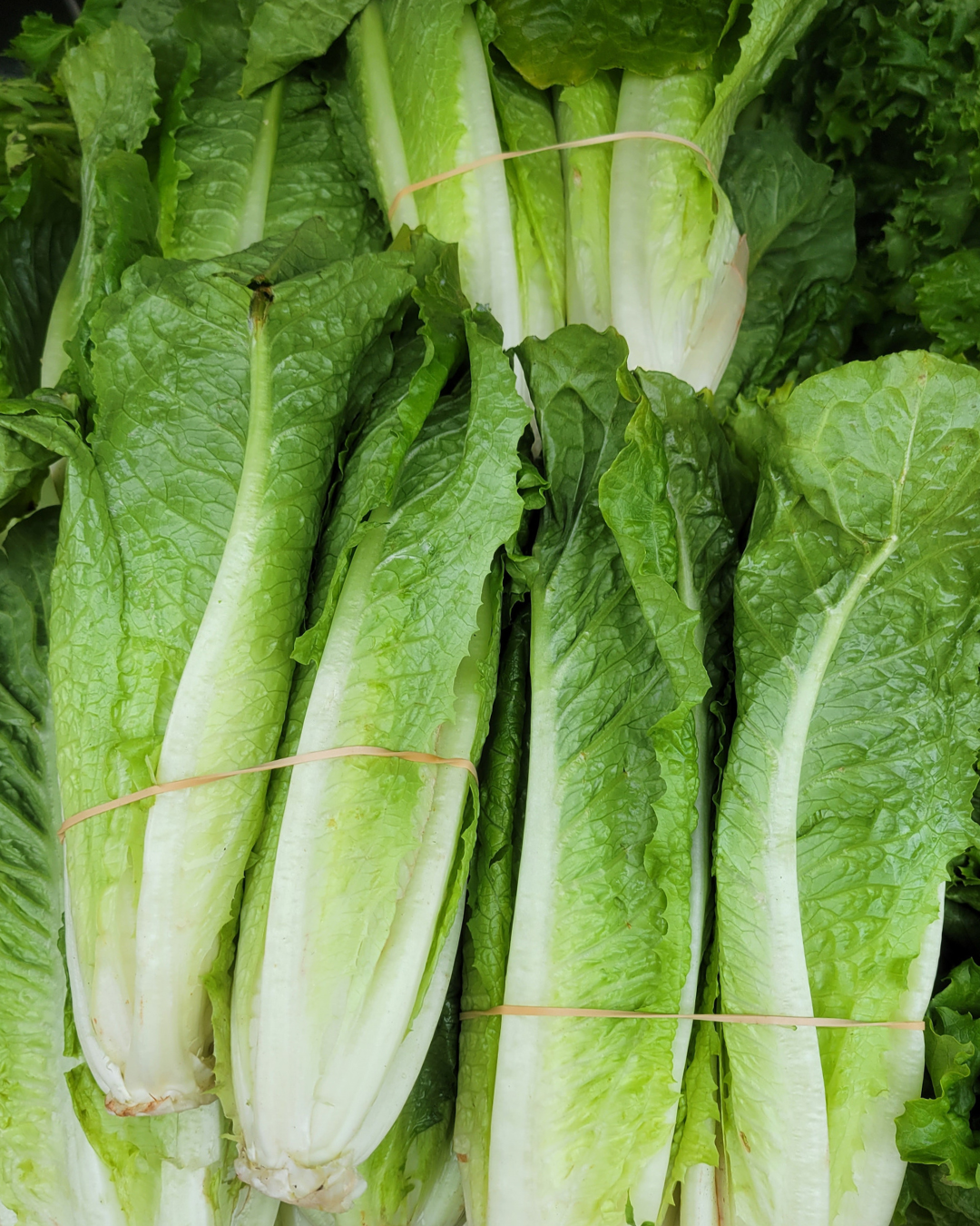 Romain Lettuce from Green Thumb Farms in Mandela CSA located in West Oakland, CA