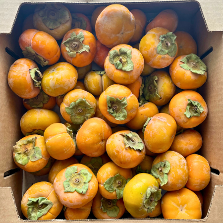 persimmons paradez persimmons paradez