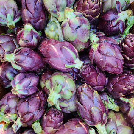purple artichoke purple artichoke